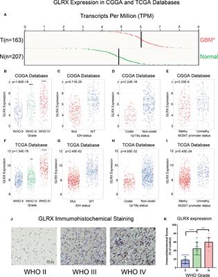 Redox Regulator GLRX Is Associated With Tumor Immunity in Glioma